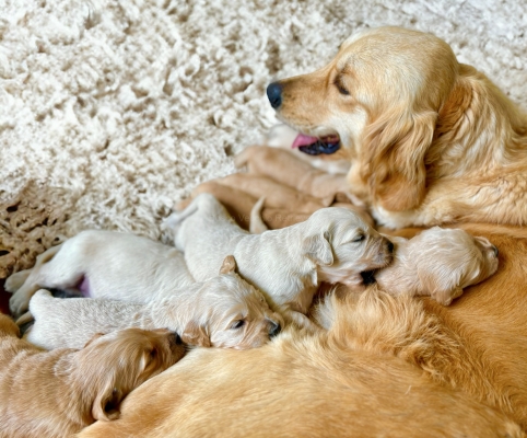 GOLDEN_CUCCIOLI_RETRIEVER_64