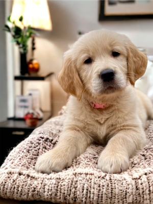 GOLDEN_CUCCIOLI_RETRIEVER_66