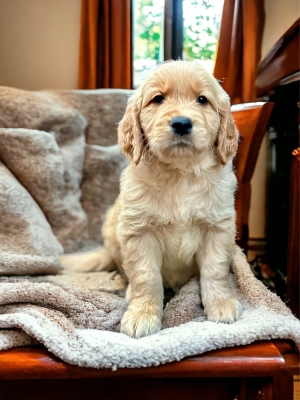 GOLDEN_CUCCIOLI_RETRIEVER_82