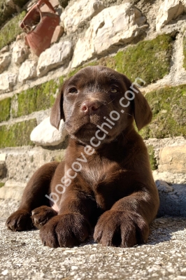 LABRADOR_CUCCIOLO_RETRIEVER