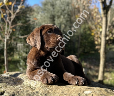 LABRADOR_CUCCIOLO_RETRIEVER1