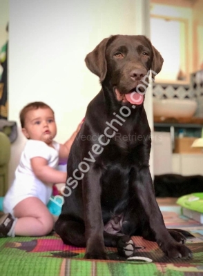 LABRADOR_CUCCIOLO_RETRIEVER46