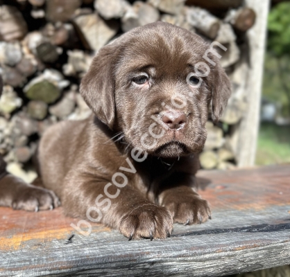LABRADOR_CUCCIOLO_RETRIEVER65